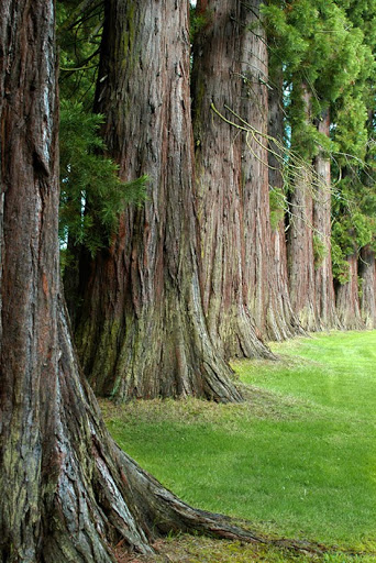 Steadfast and Immovable