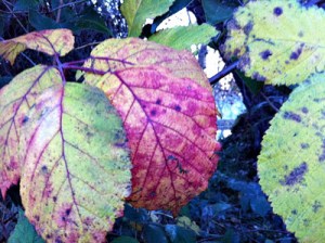 396695_2397126849562_1292704599_31947970_1133964131_n