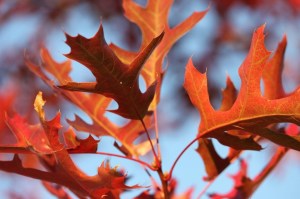 21208_3821224531114_1385610687_n