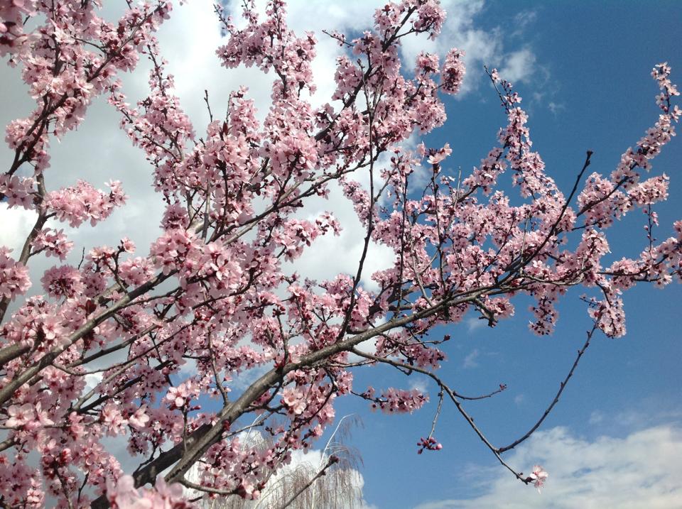 487437_4455181219635_1195112016_n