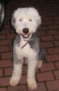 1469871_623582657701181_1565135408_n