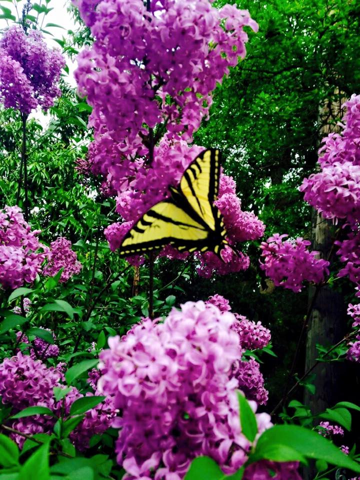 11017534_10203724872744307_2293427914204390619_n