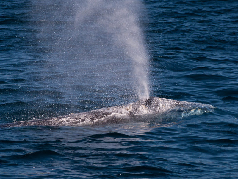 condor_express_gray_whale_spout