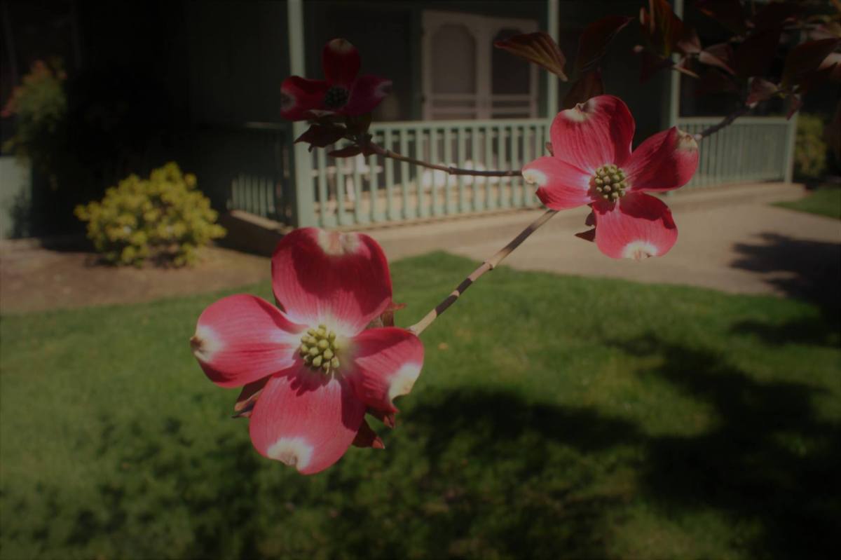 Dogwood 2