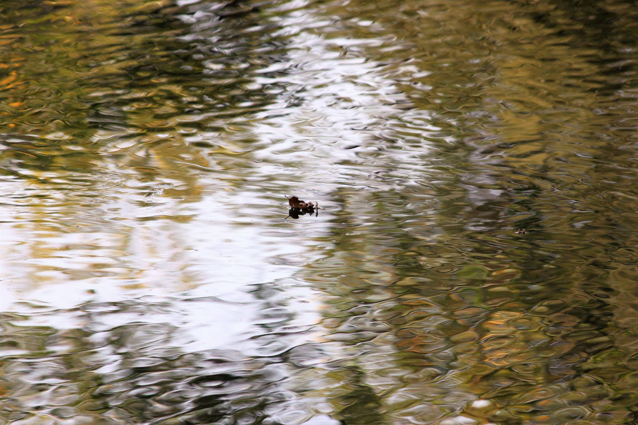 curly leaf on water